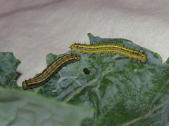 Ascia monuste orseis