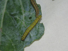 Ascia monuste orseis