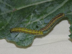 Ascia monuste orseis