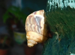 Orthalicidae