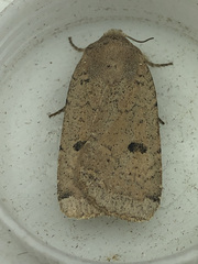 Abagrotis orbis