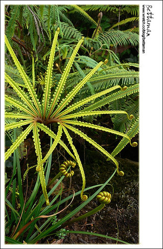 Matonia