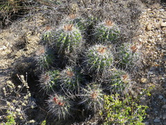 Ferocactus flavovirens