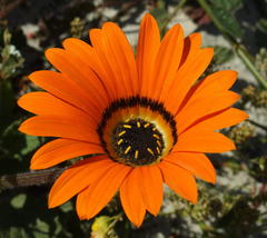 Arctotis breviscapa