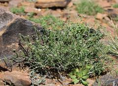 Limeum aethiopicum glabrum