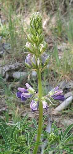 Image of Lupinus rivularis by (c) Annie Kreager, some rights reserved (CC BY)