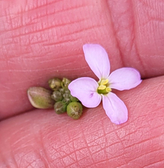 Cakile maritima maritima