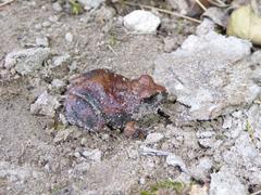 Tomopterna natalensis