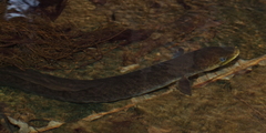 Anguilla megastoma