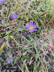Eurybia spectabilis