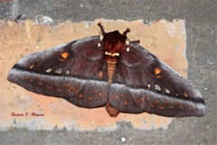 Procitheronia purpurea