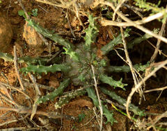 Euphorbia albipollinifera