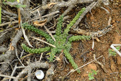 Euphorbia albipollinifera