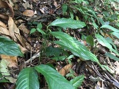 Spathiphyllum