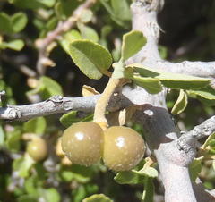 Grewia robusta