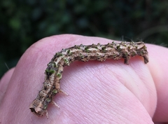 Odontopera bidentata