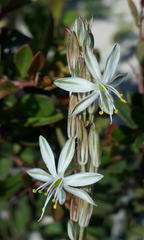Chlorophytum triflorum