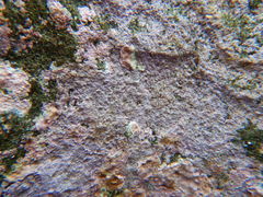 Lithophyllum