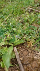 Myosotis ramosissima