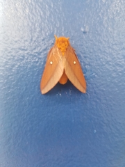 Anisota pellucida