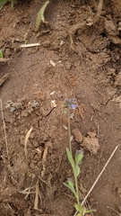 Myosotis ramosissima