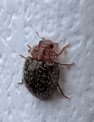 Rhyzobius lophanthae