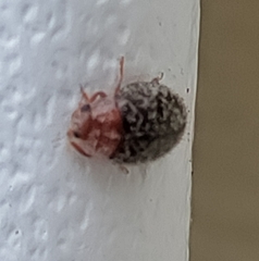 Rhyzobius lophanthae