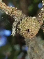 Disholcaspis simulata