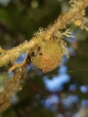 Disholcaspis simulata