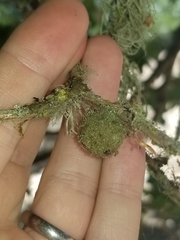 Disholcaspis simulata