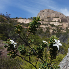 Philotheca freyciana