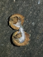 Disholcaspis simulata