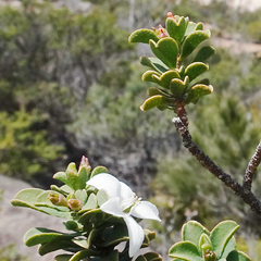 Philotheca freyciana