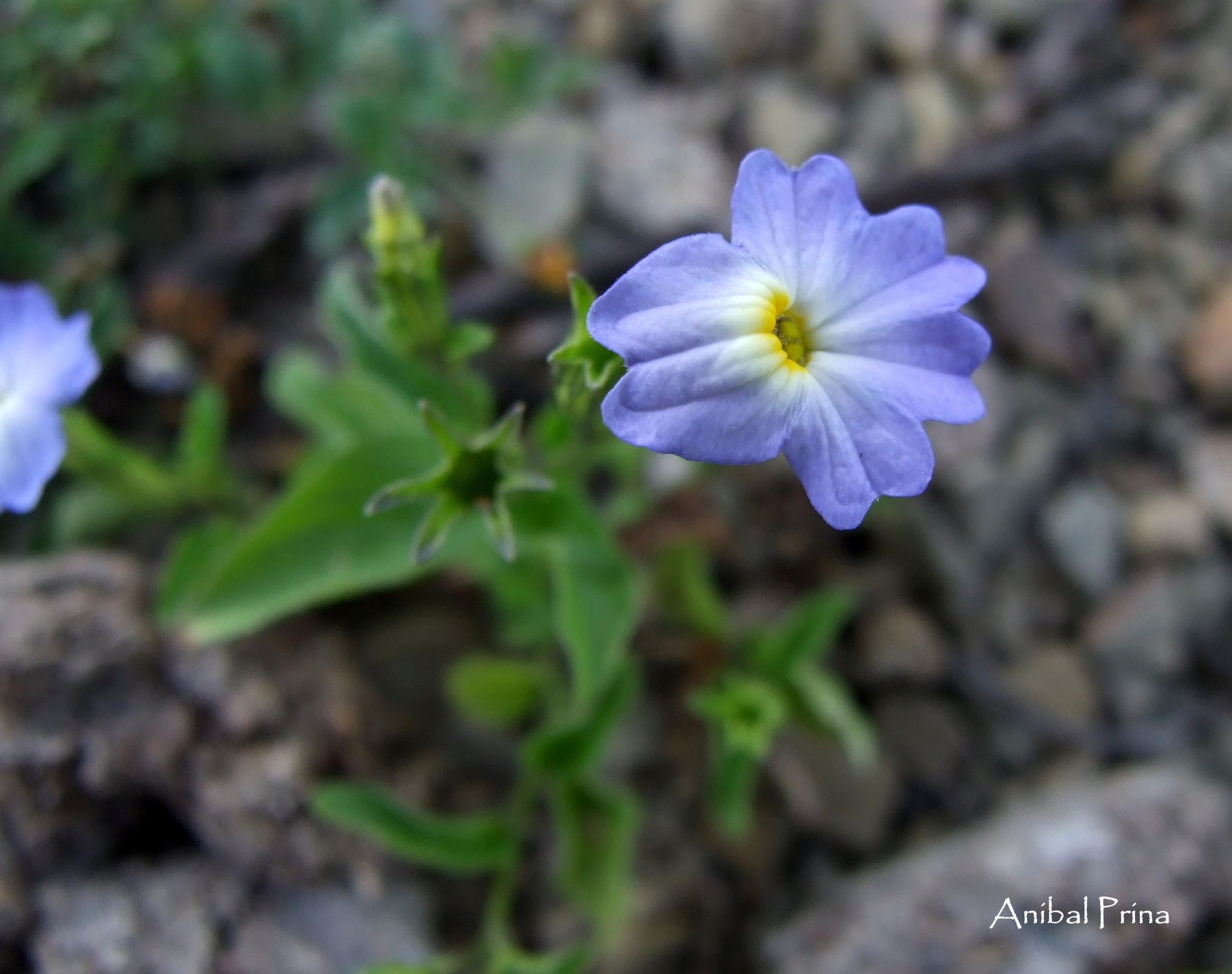 Browallia acutiloba image