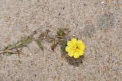 Oenothera humifusa