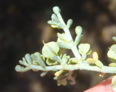 Tetraena retrofracta