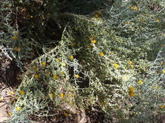 Tetraena retrofracta