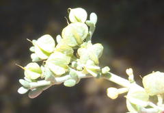 Tetraena retrofracta