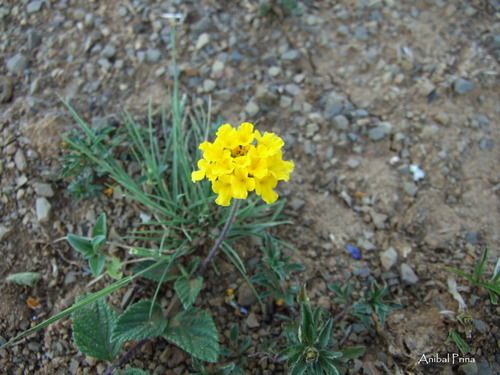 Lantana reptans image