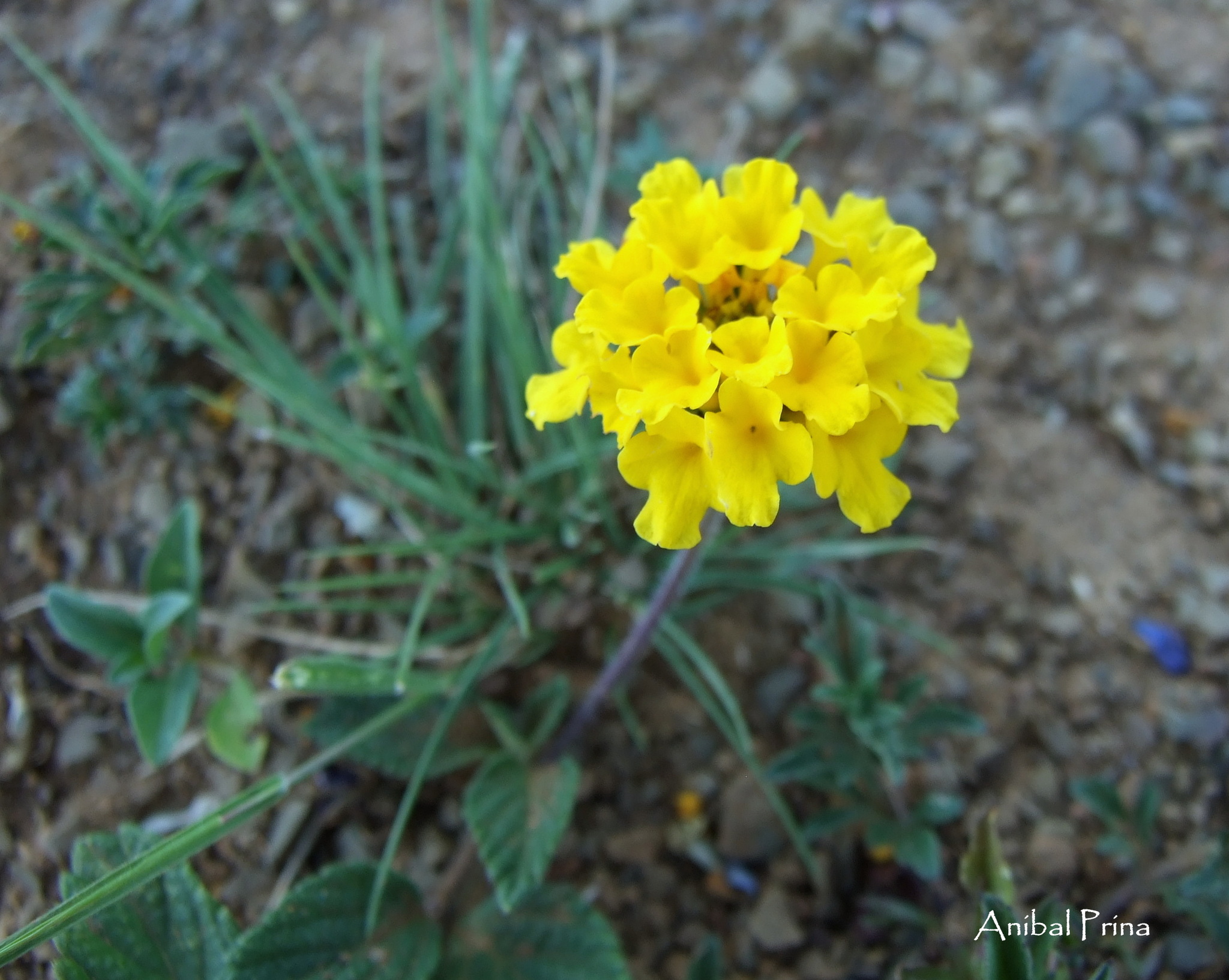 Lantana image