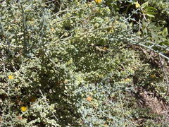 Tetraena retrofracta