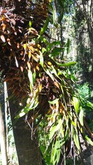 Dendrobium monophyllum