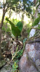 Rhinerrhiza divitiflora