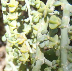 Tetraena retrofracta