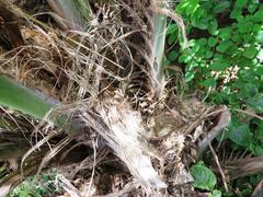 Motacilla capensis capensis