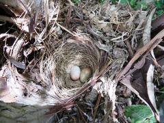 Motacilla capensis capensis