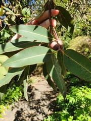 Corymbia ficifolia