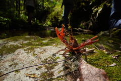 Euastacus