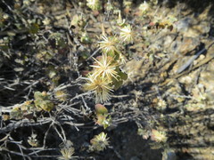 Brickellia veronicifolia