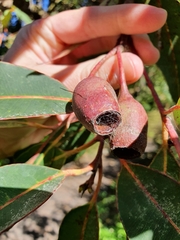 Corymbia ficifolia
